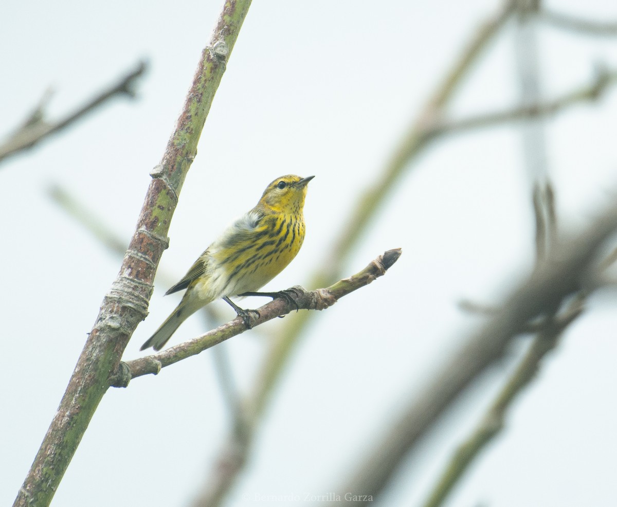 Cape May Warbler - ML508219991