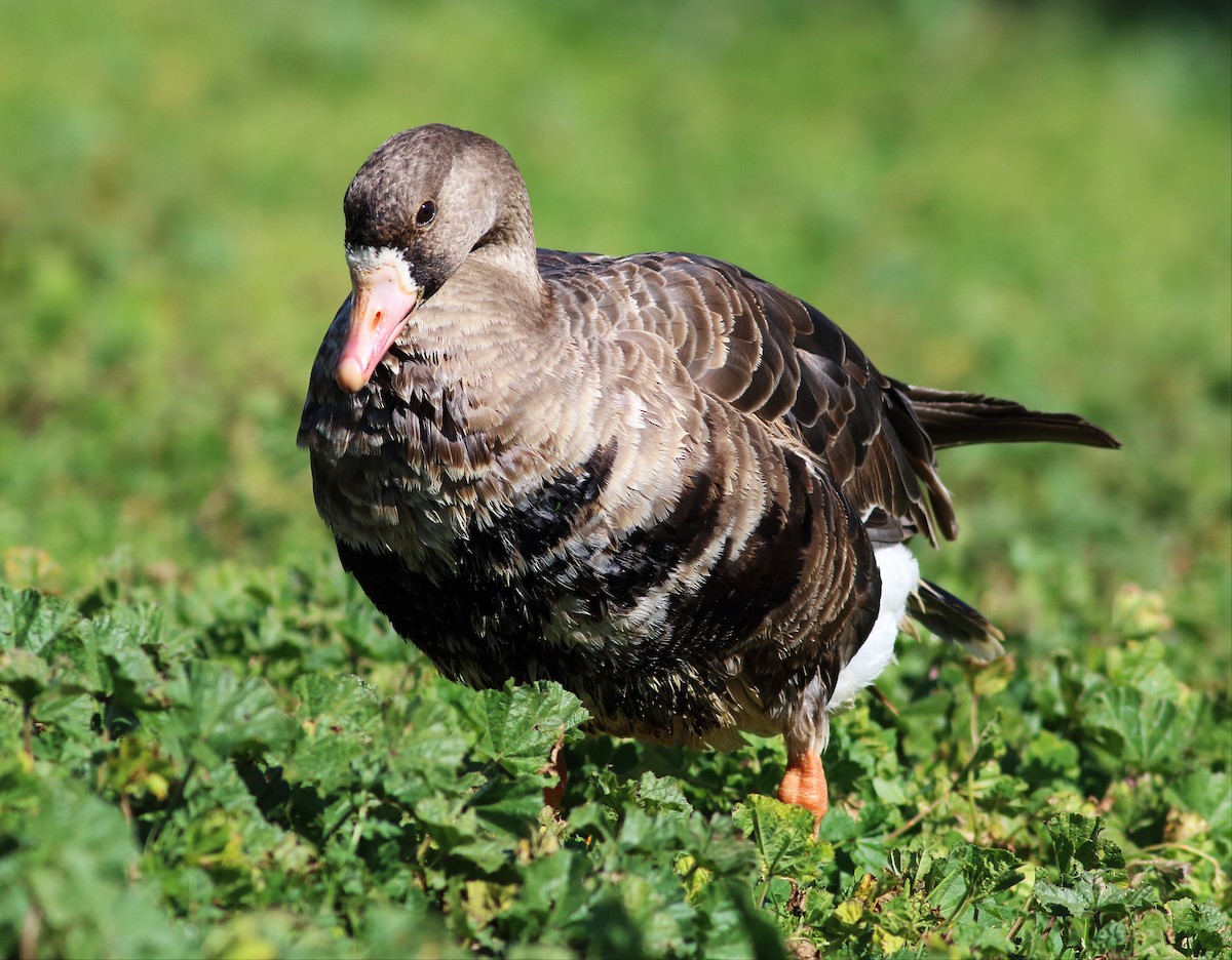 Greater White-fronted Goose (Western) - ML50822451