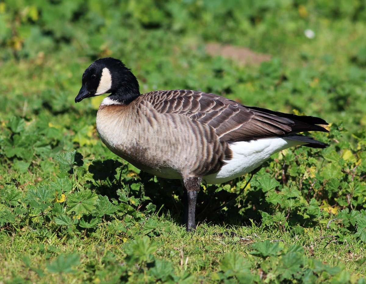 Cackling Goose (Aleutian) - ML50822521