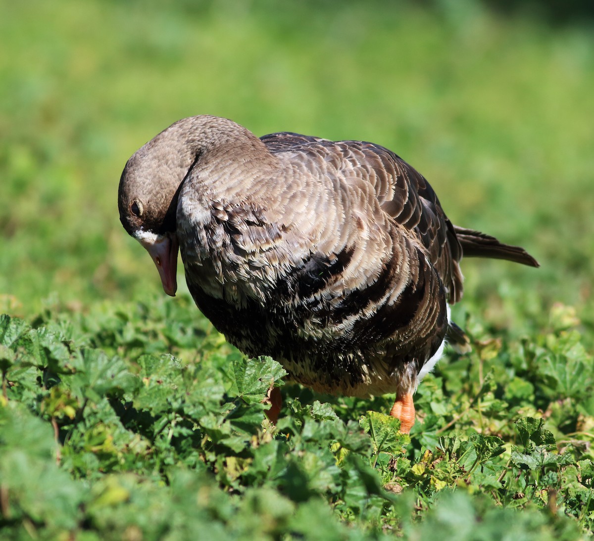 Greater White-fronted Goose (Western) - ML50822531