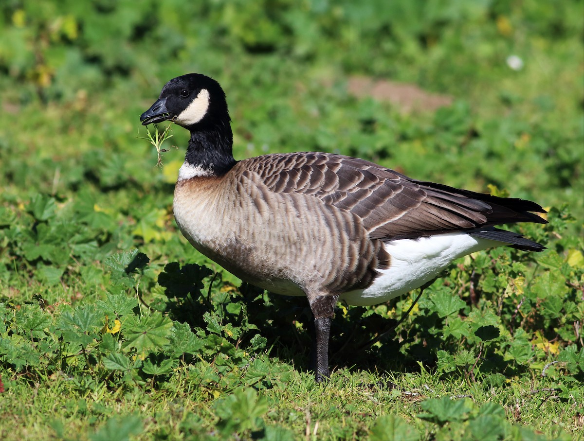 Cackling Goose (Aleutian) - ML50822561