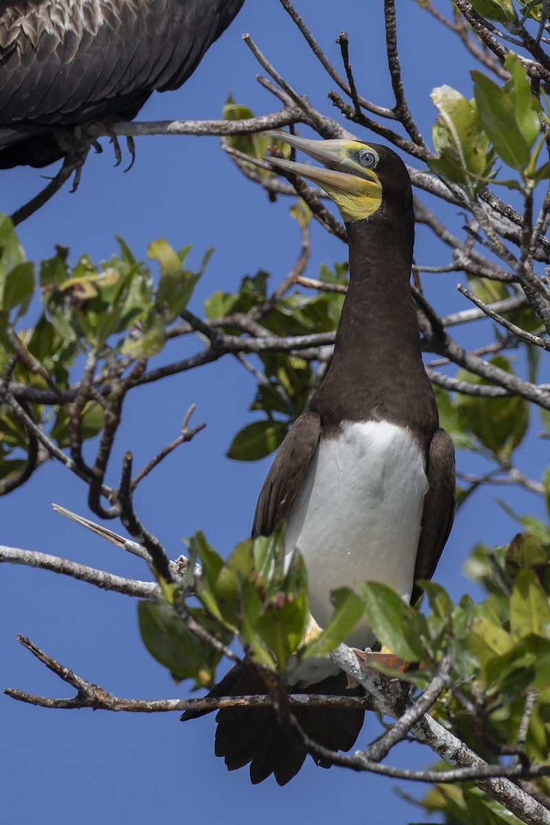 Brown Booby - ML508228041