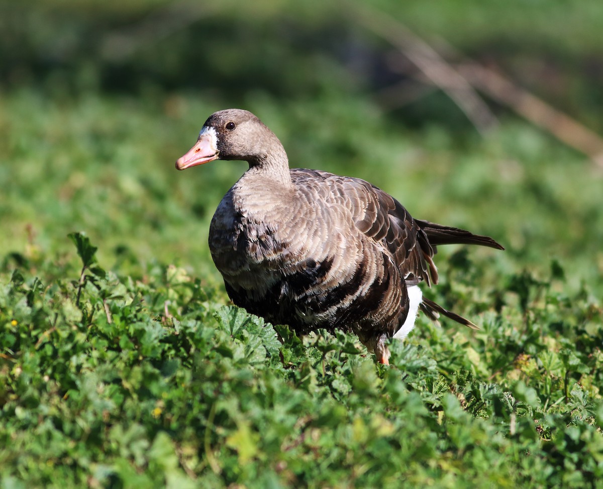 Greater White-fronted Goose (Western) - ML50822861