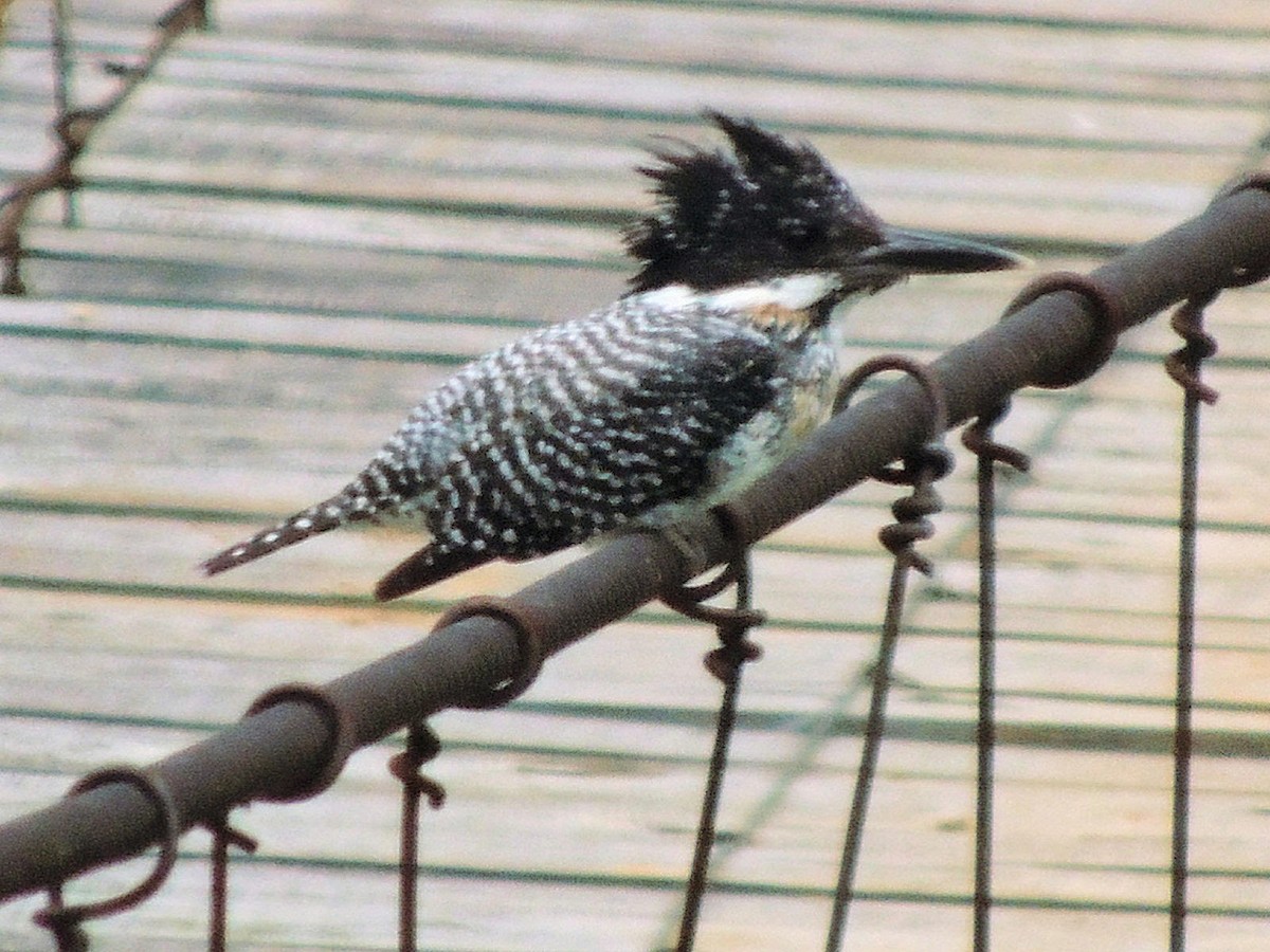 Crested Kingfisher - ML508229071