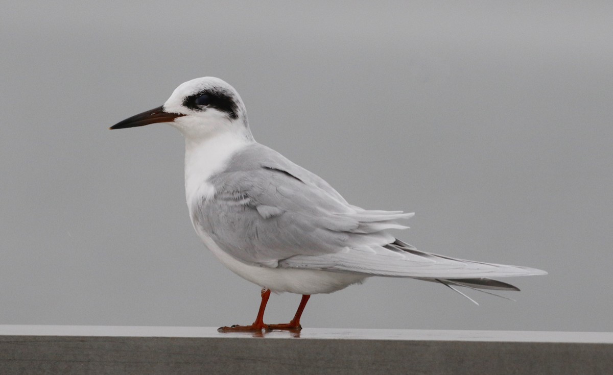 Forster's Tern - Frank Mantlik