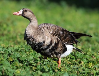 Greater White-fronted Goose (Western), ML50823001
