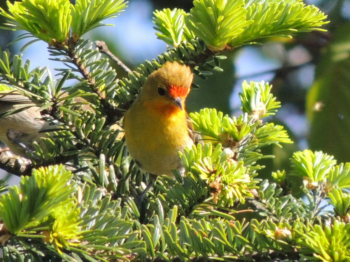 Fire-capped Tit - ML508230231