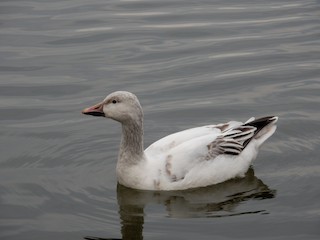 Snow Goose, ML50823291