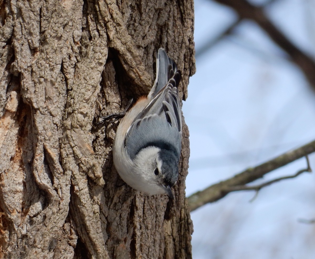 White-breasted Nuthatch - Peter Paul