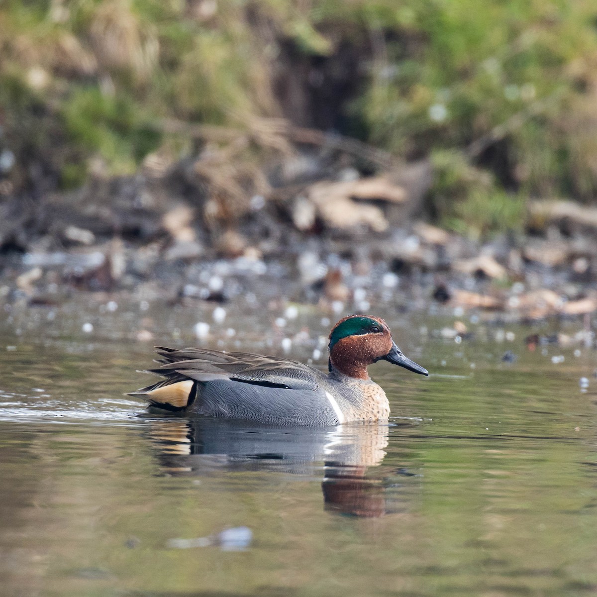 Green-winged Teal - ML50824301