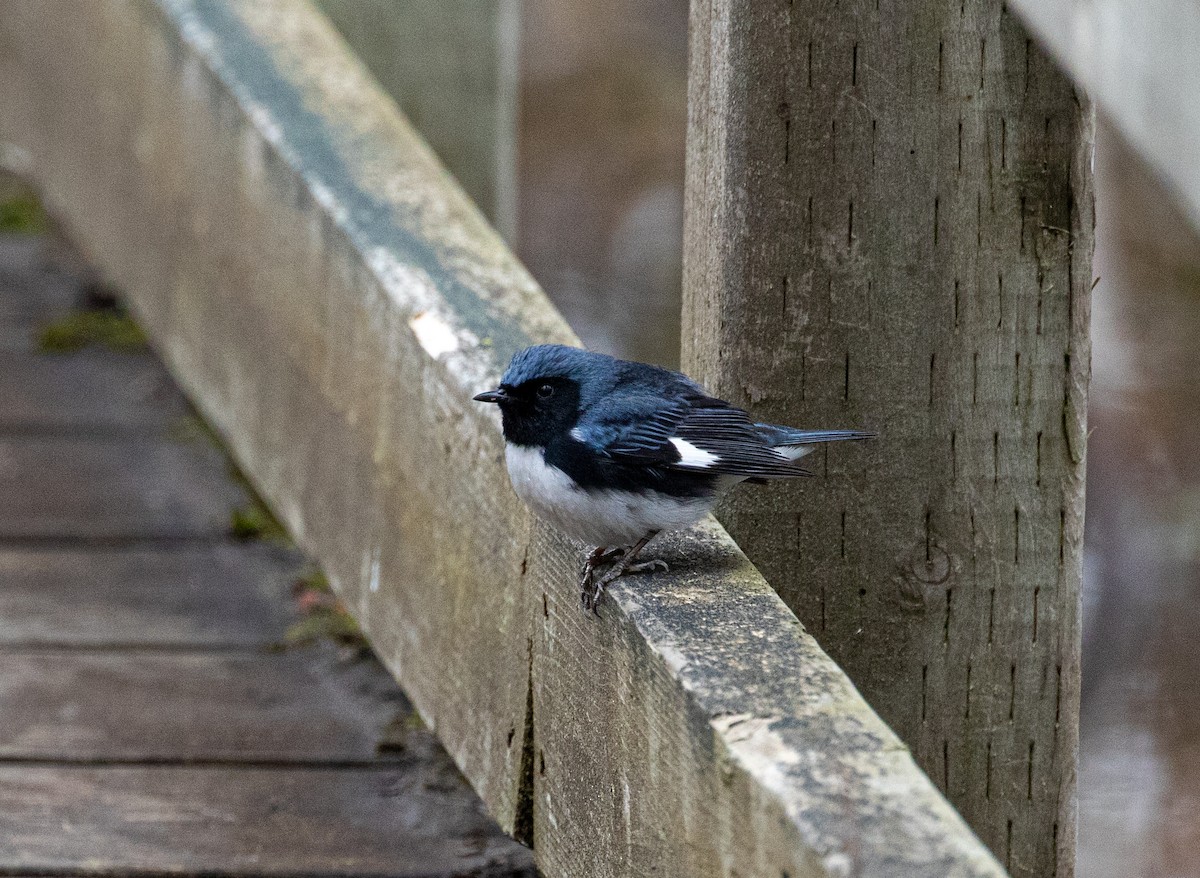 Black-throated Blue Warbler - ML508245591