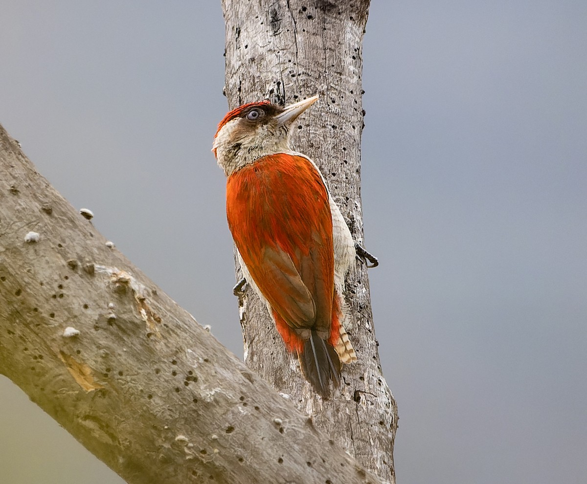 Scarlet-backed Woodpecker - James Moore (Maryland)