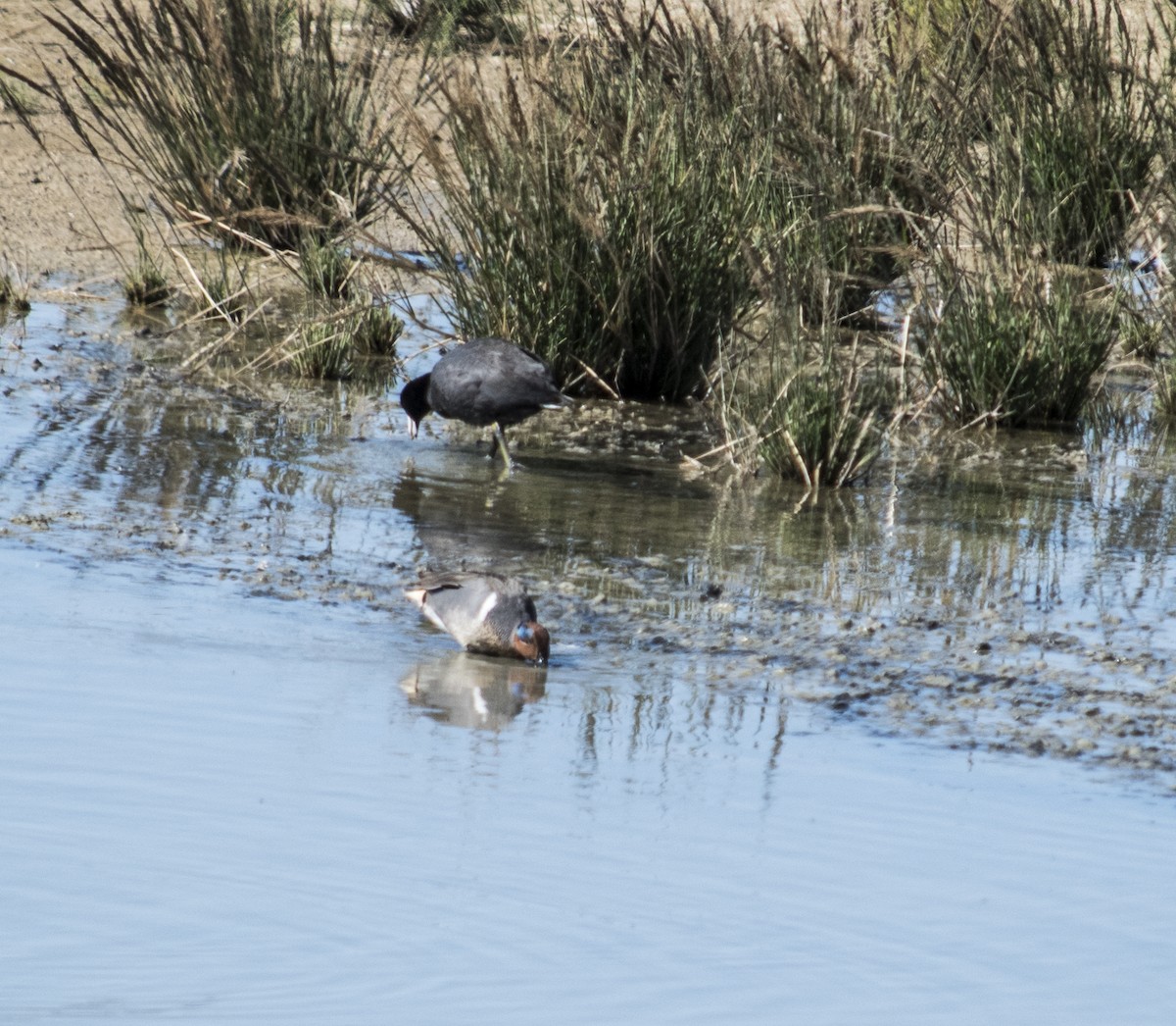 Green-winged Teal - ML50825071