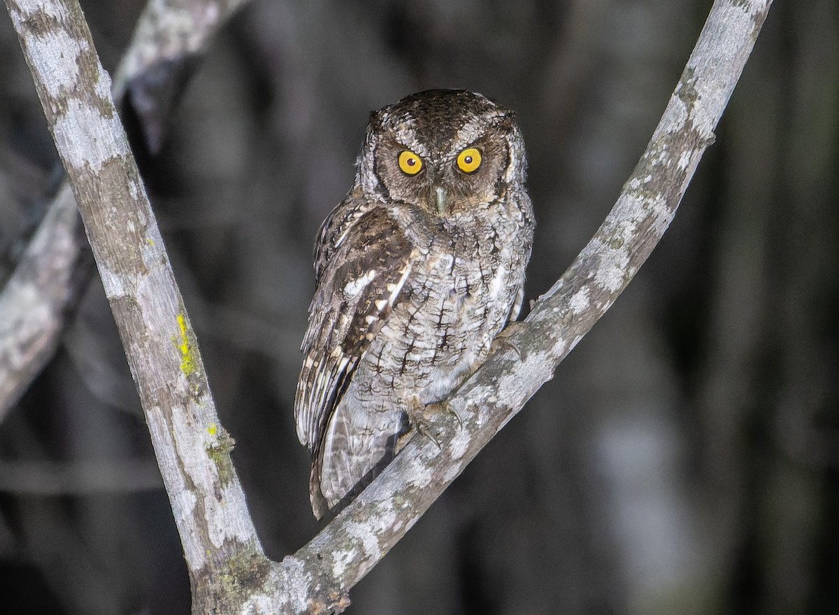 Peruvian Screech-Owl (pacificus) - ML508251471