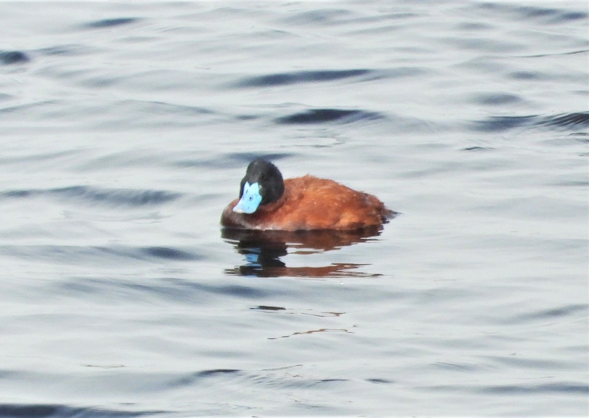 Andean Duck - ML508256101