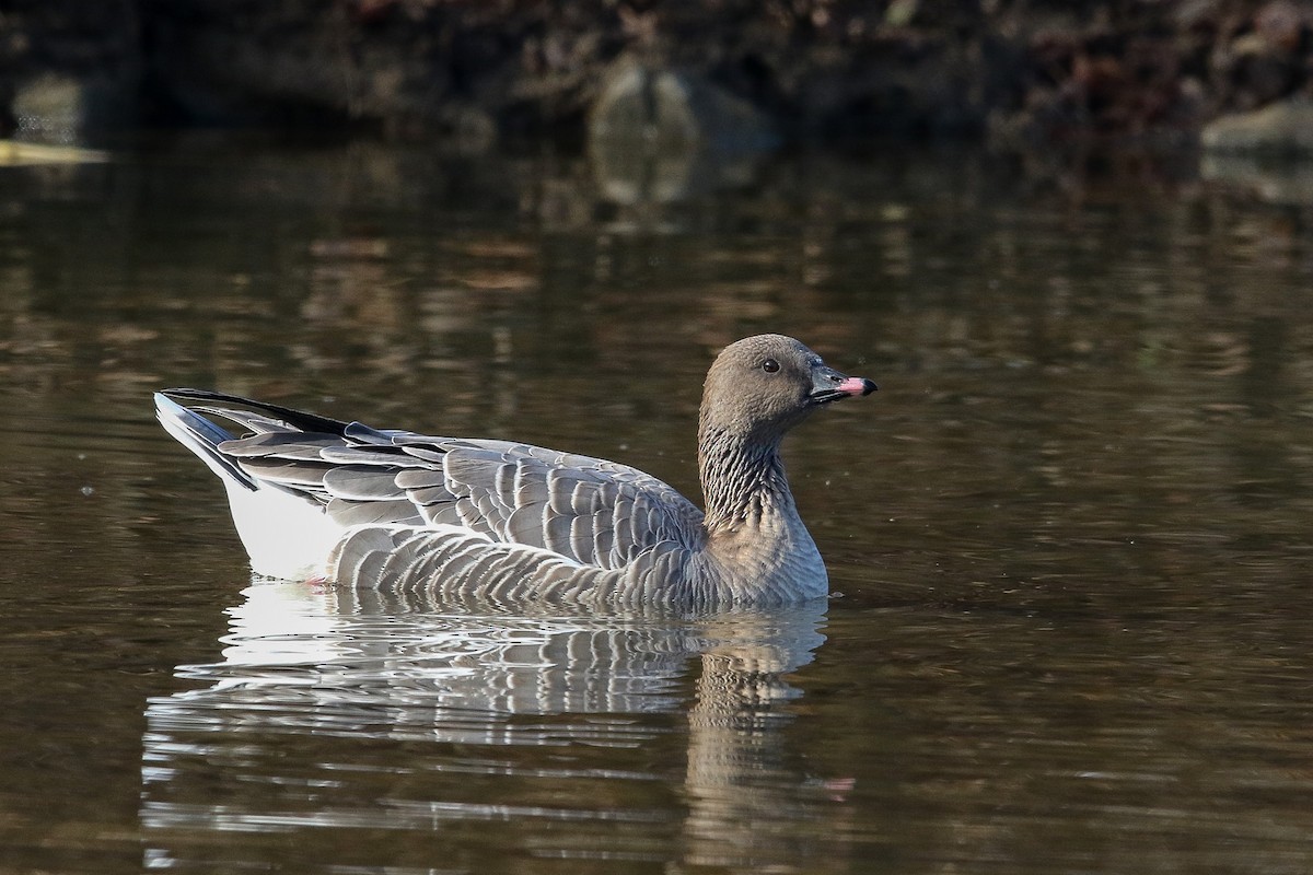 Pink-footed Goose - ML508258491