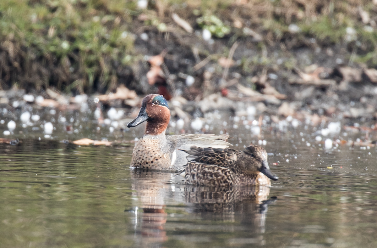 Green-winged Teal - ML50825881