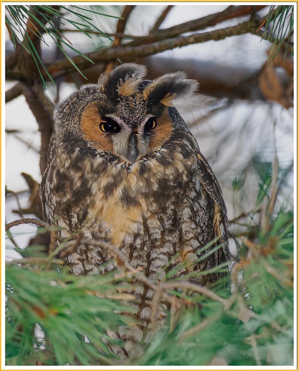 Long-eared Owl - ML508260141
