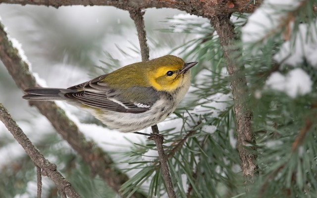 Black-throated Blue Warbler - eBird