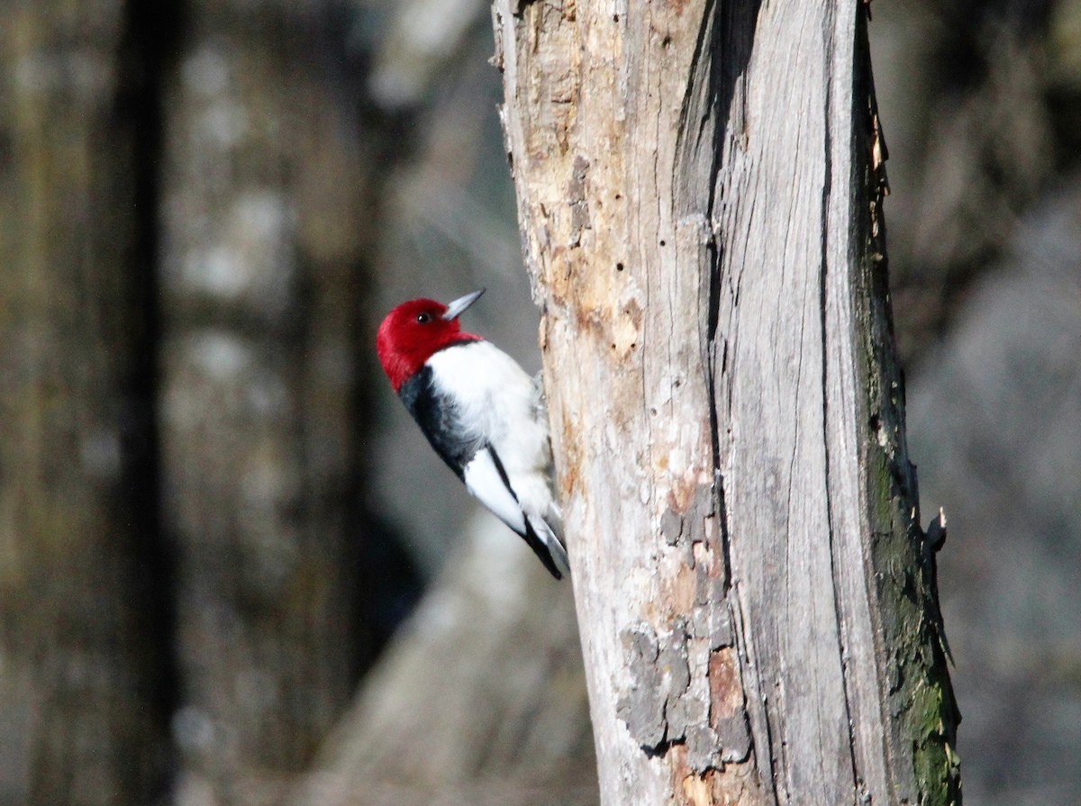 Red-headed Woodpecker - Randy Robinson