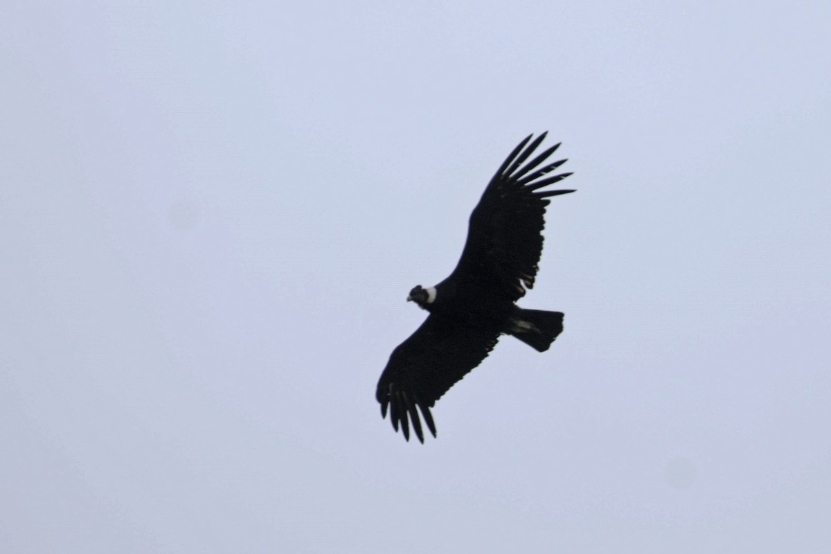 Andean Condor - ML508269421