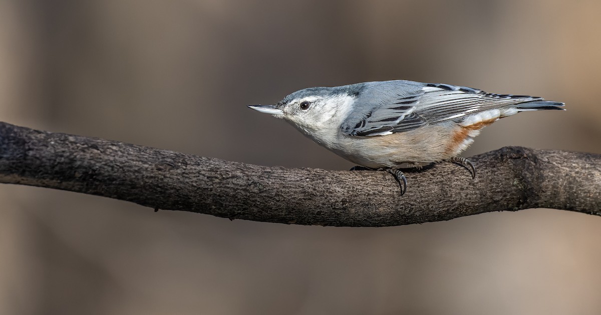 White-breasted Nuthatch - ML508271391