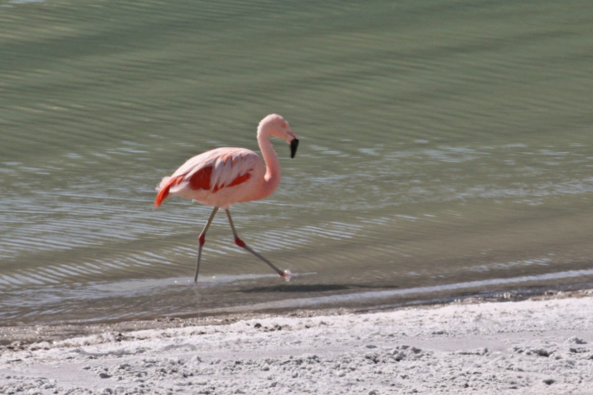 Chilean Flamingo - ML508273241