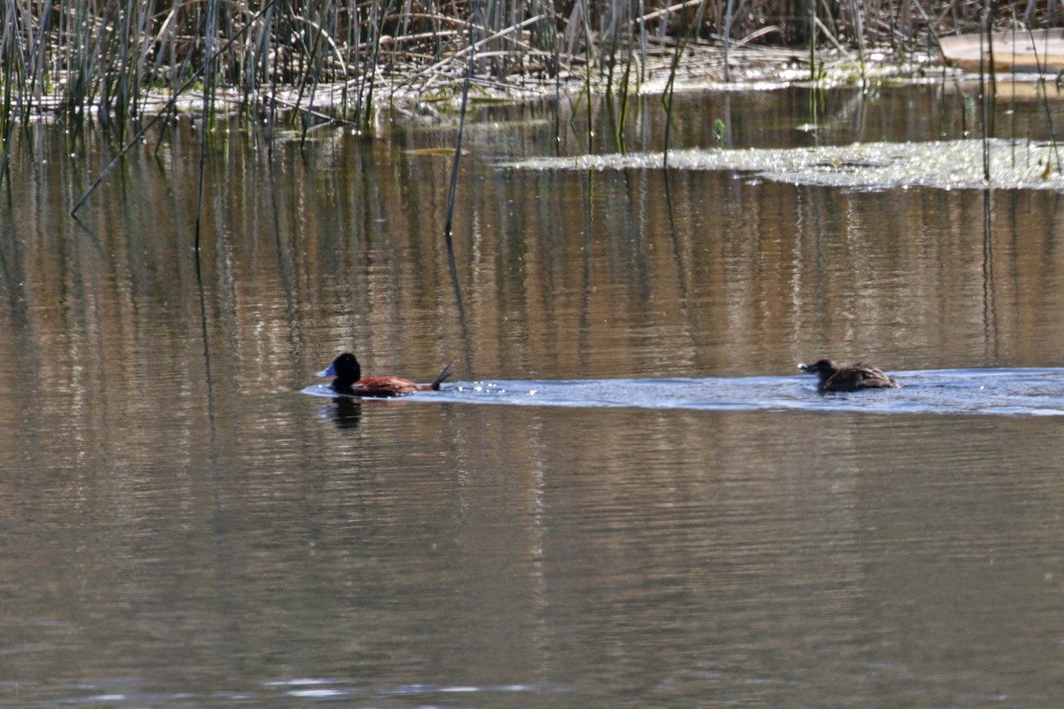 Lake Duck - Charley Hesse TROPICAL BIRDING