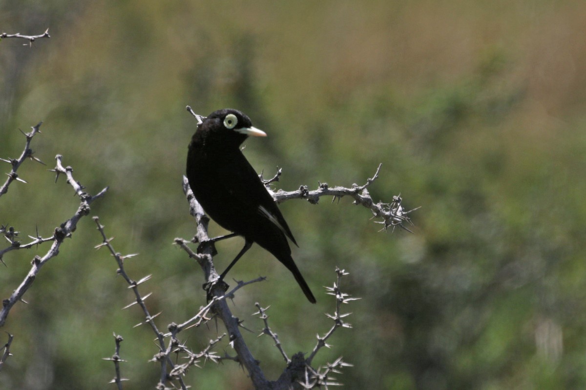 Spectacled Tyrant - ML508276431