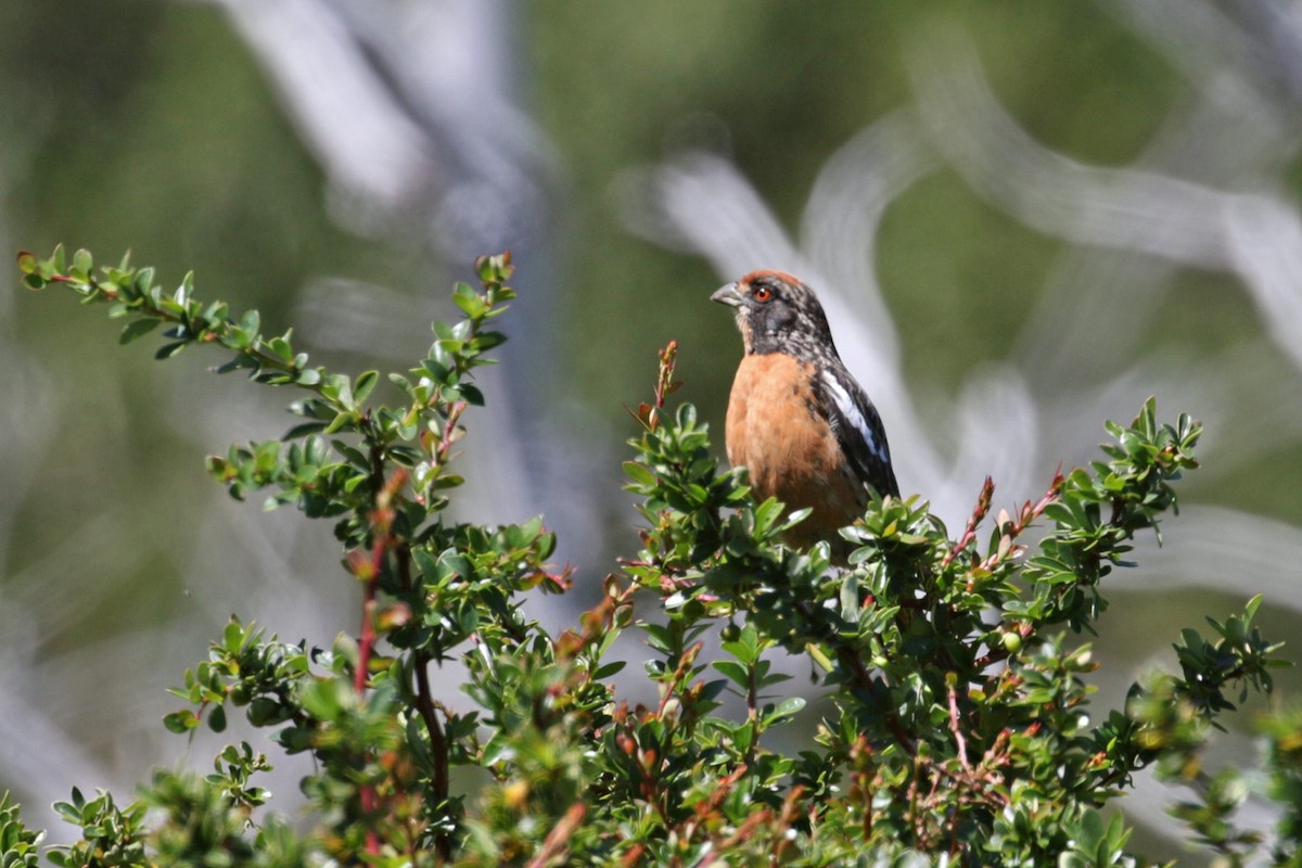 Rufous-tailed Plantcutter - ML508276971