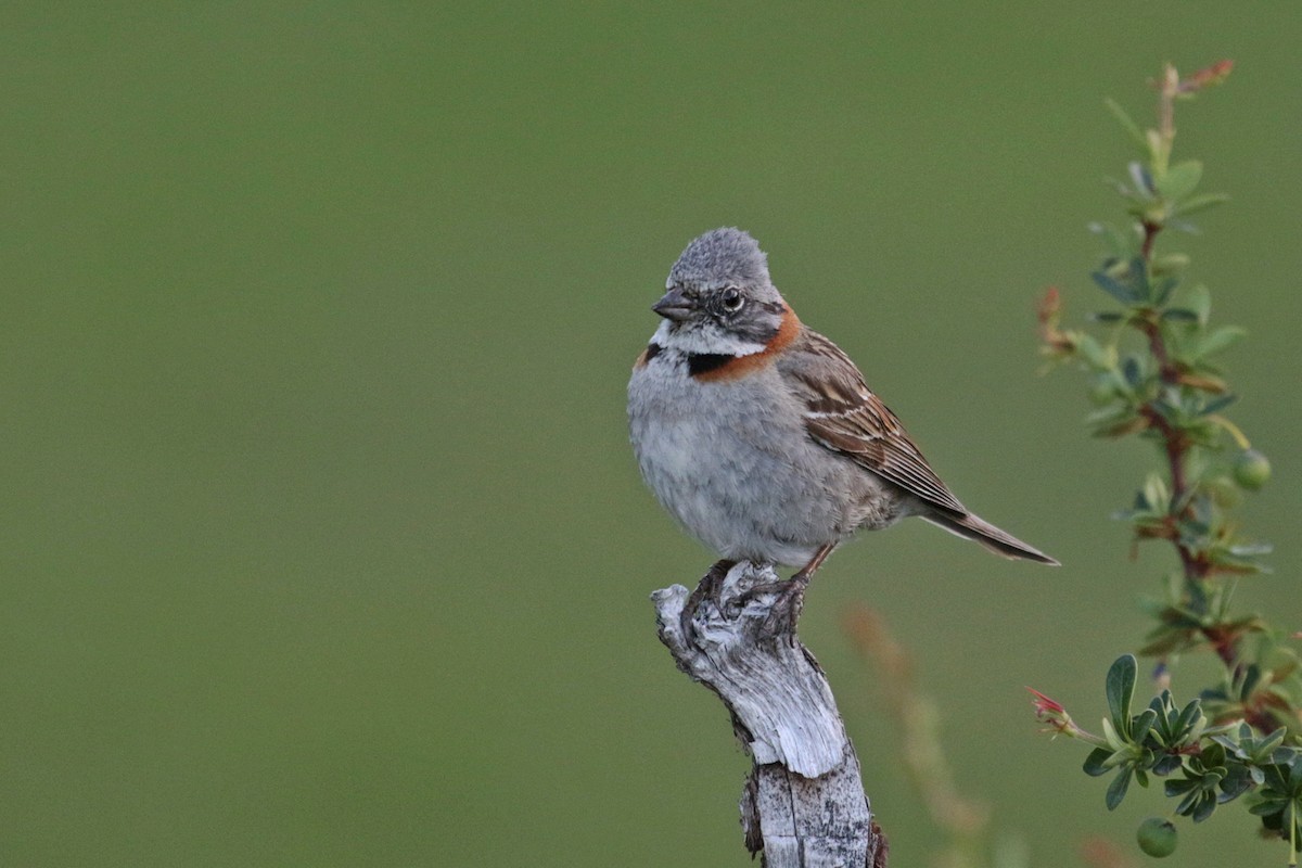 Rufous-collared Sparrow - ML508283071