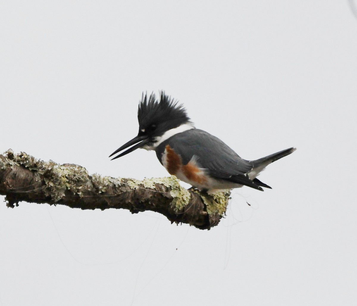 Belted Kingfisher - ML508286871