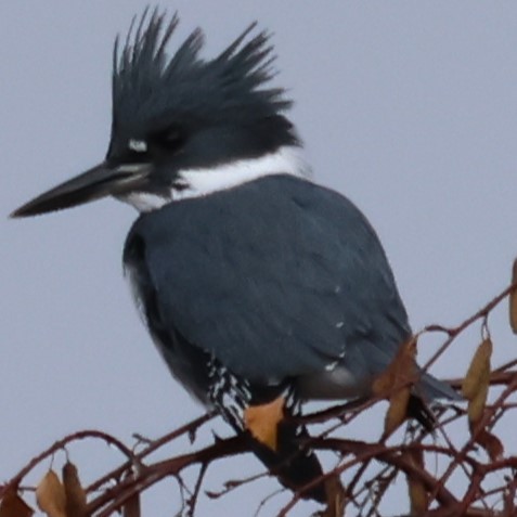 Belted Kingfisher - ML508287171