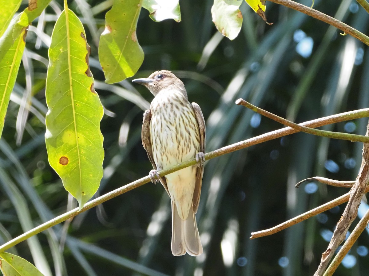 Australasian Figbird - ML508288731