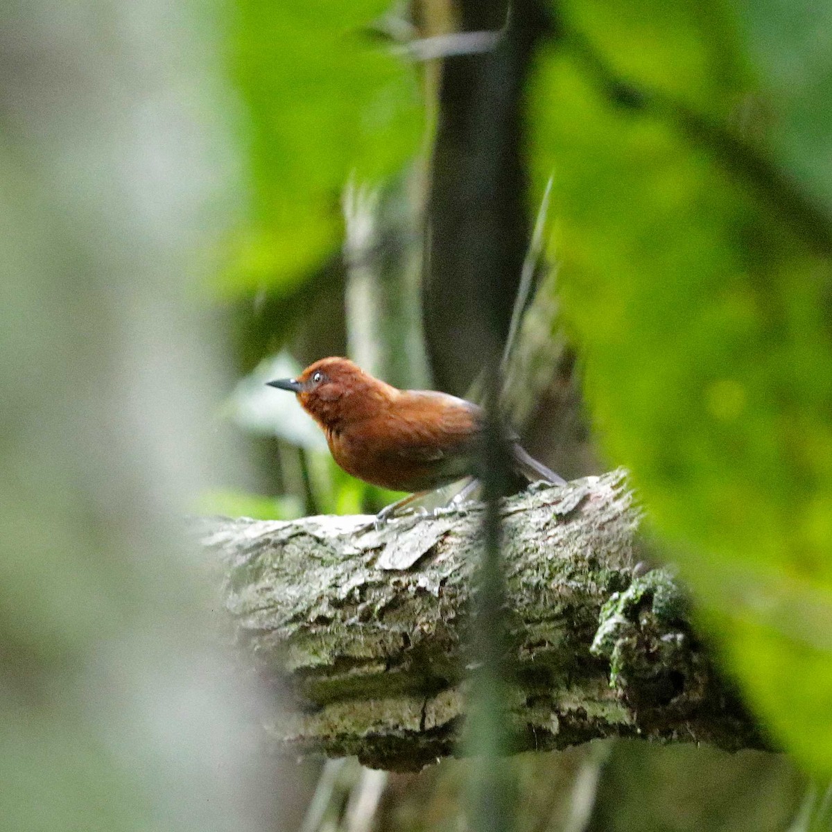 Chestnut-throated Spinetail - ML508289751