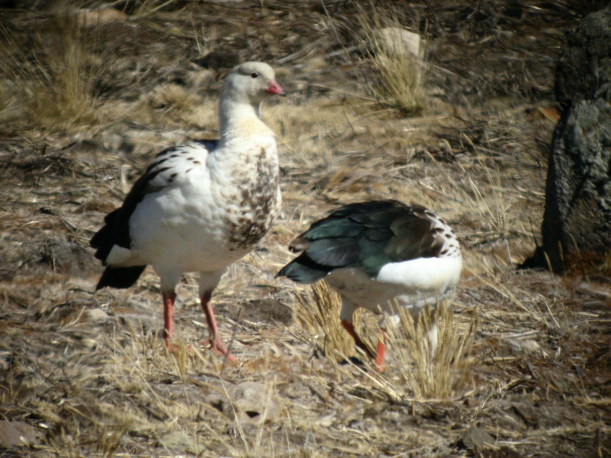 Andean Goose - ML50829551