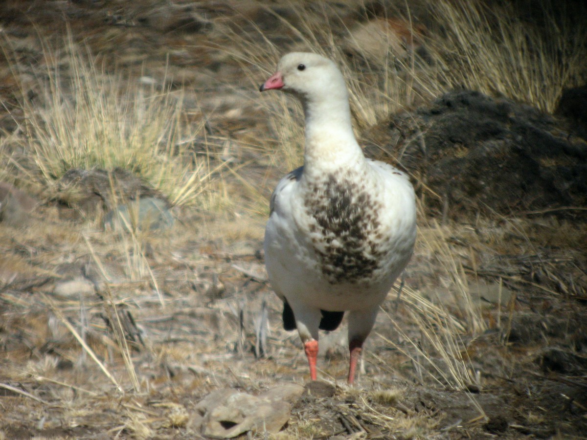 Andean Goose - ML50829641