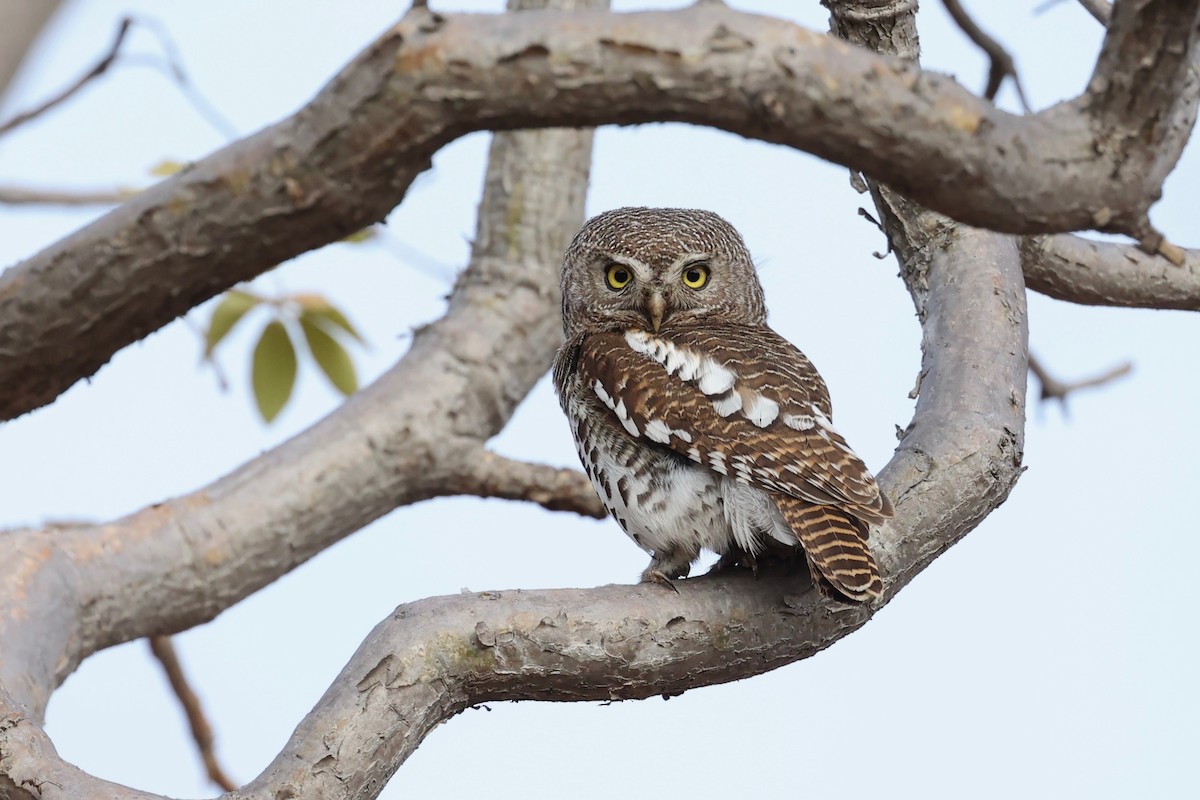 African Barred Owlet - ML508298071