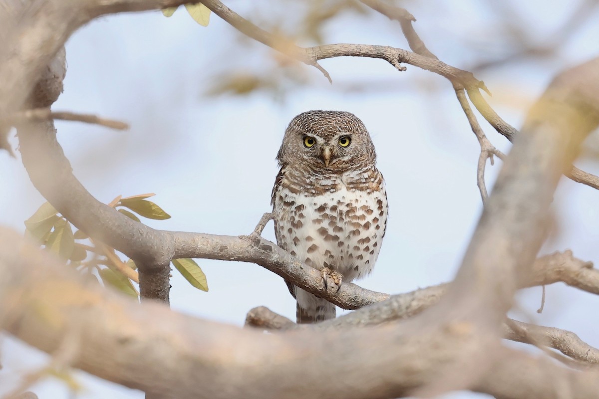 African Barred Owlet - ML508298091