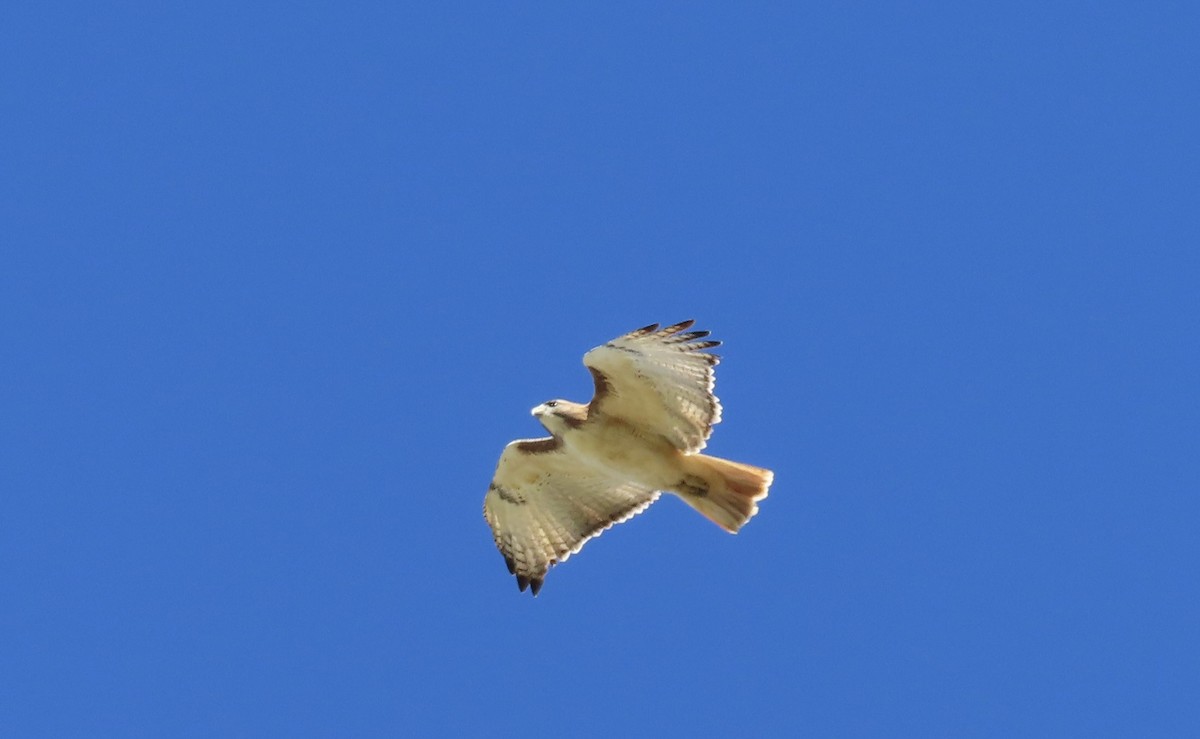 Red-tailed Hawk - ML508299181