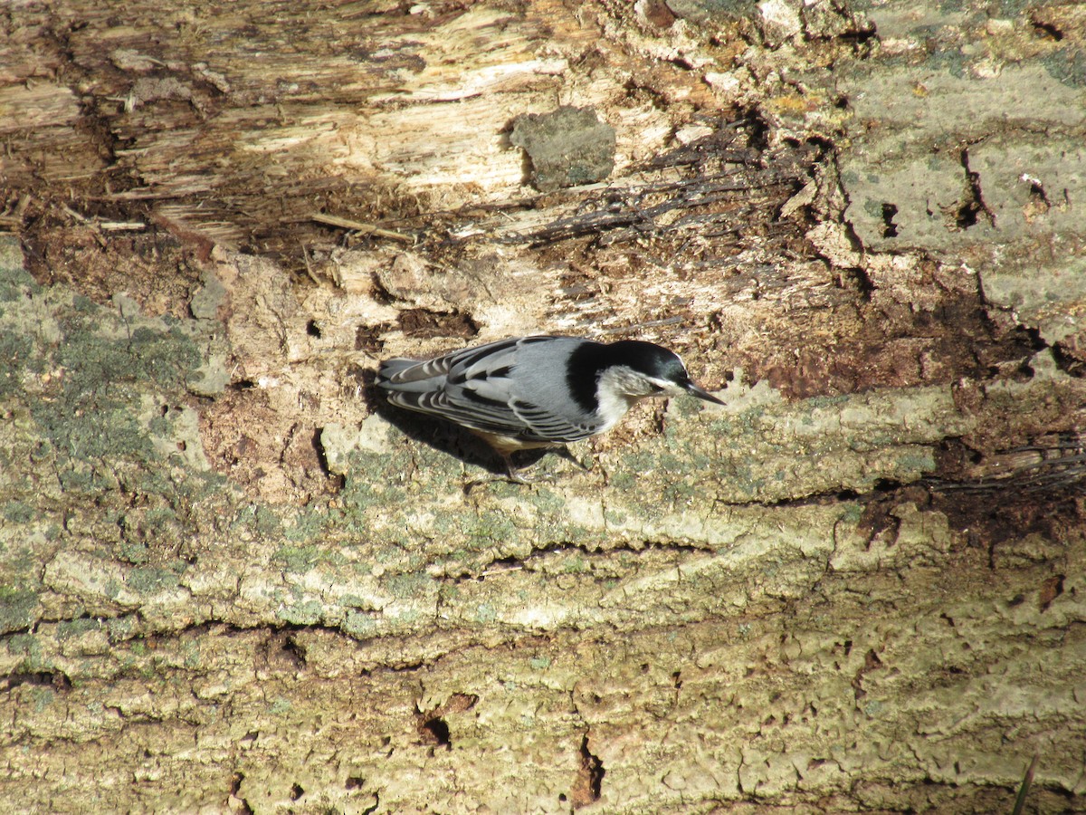 White-breasted Nuthatch - ML508299961