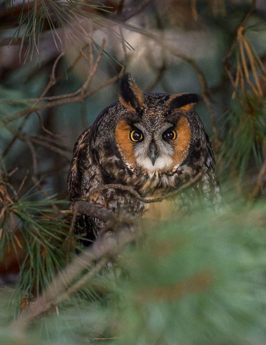 Long-eared Owl - ML508301491