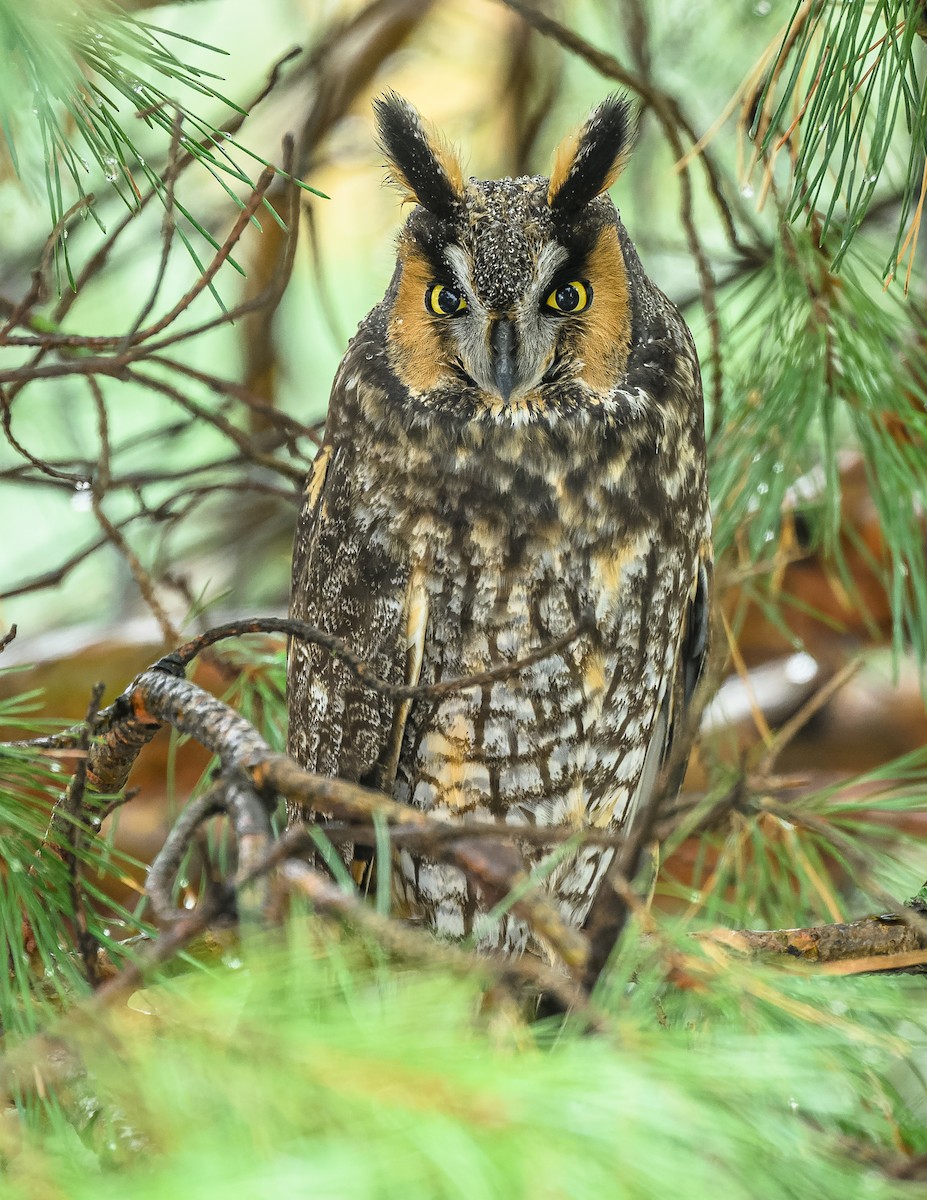 Long-eared Owl - ML508301511
