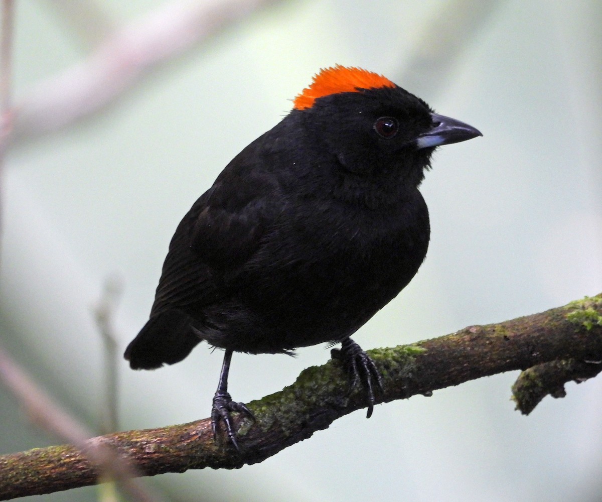 Tawny-crested Tanager - ML508302581