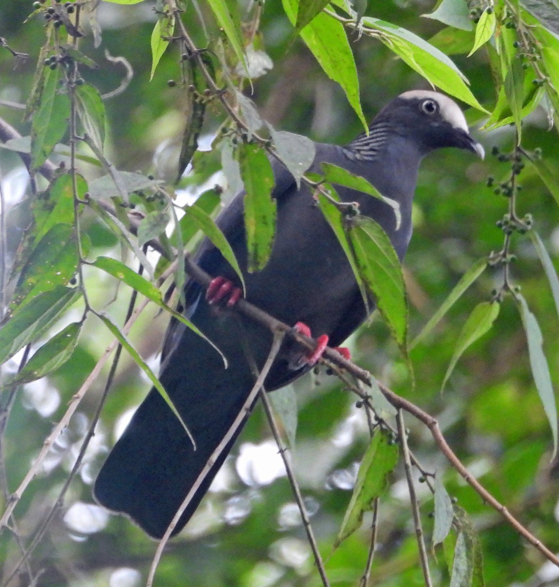 White-crowned Pigeon - ML508303891