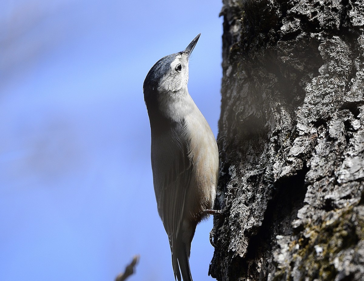 White-breasted Nuthatch - ML508306111