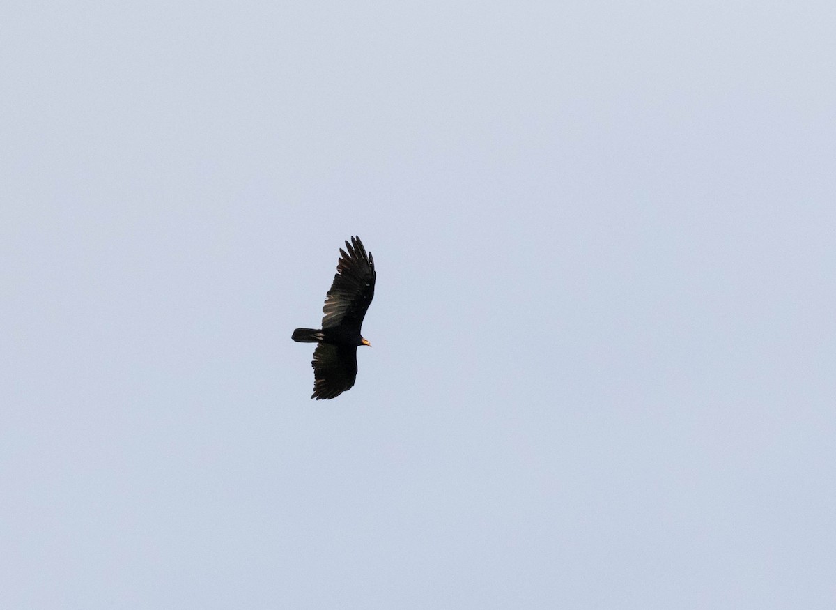 Greater Yellow-headed Vulture - ML508308981