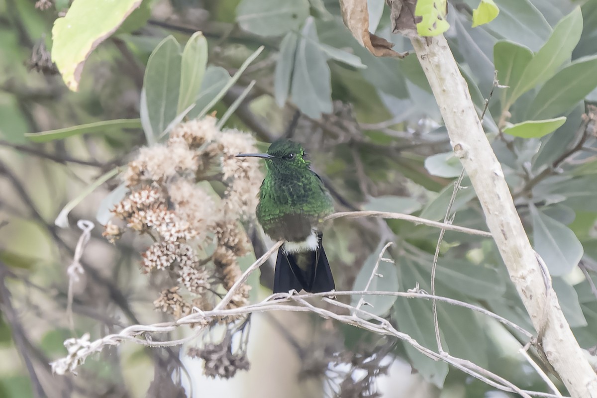 Green-bellied Hummingbird - ML508312361