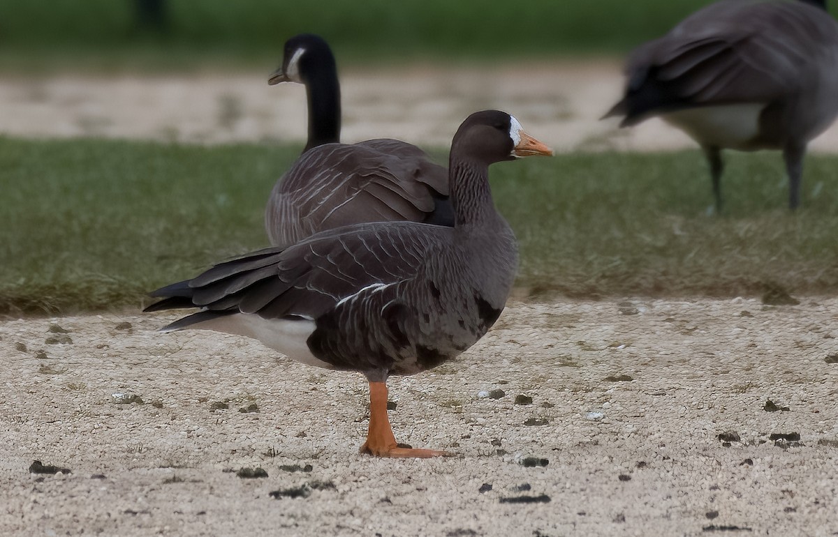 Greater White-fronted Goose - ML508313001