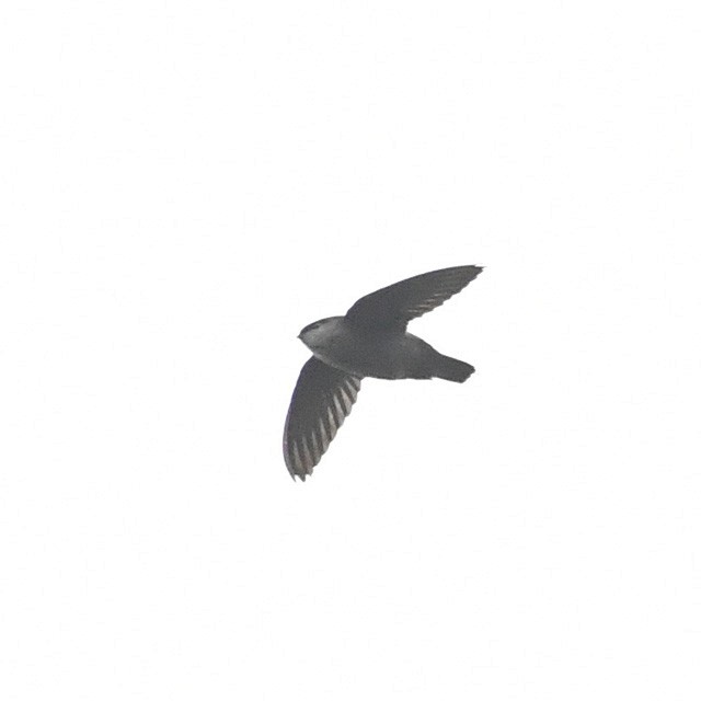 Gray-rumped Swift - ML508313521